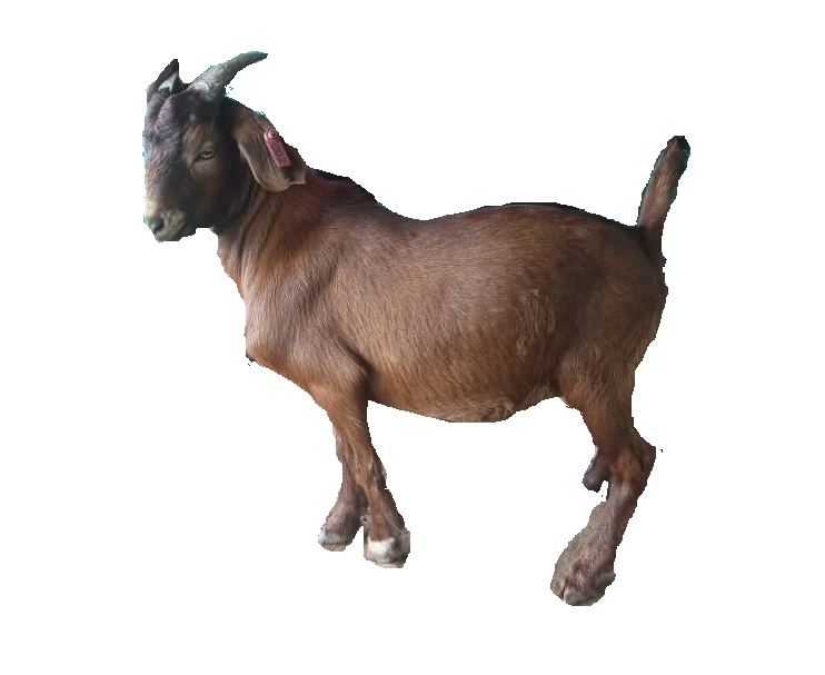 F3 Kalawad