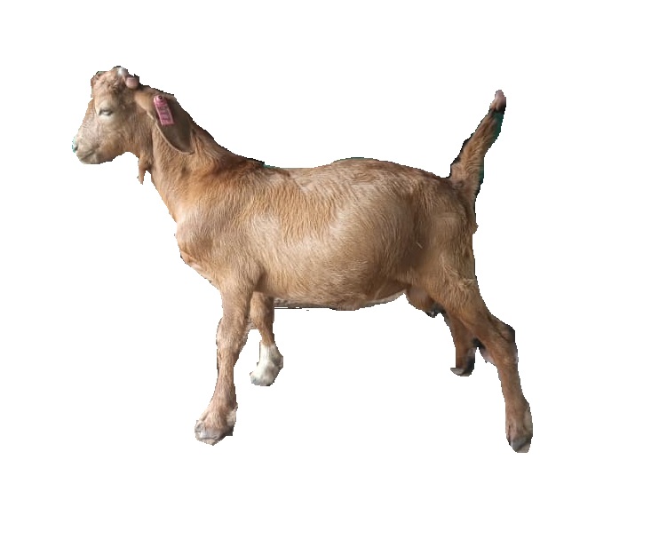 F2 Kalasok