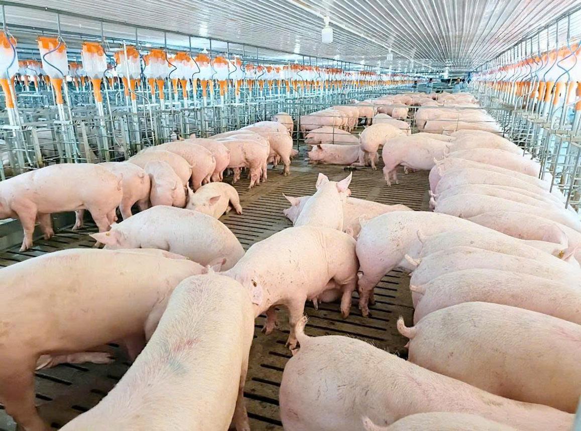 Pig